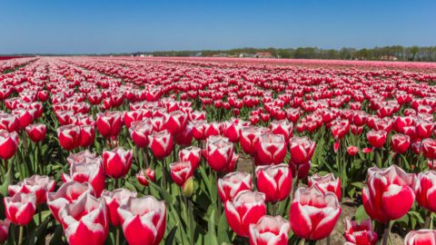 Holland Tulip Time