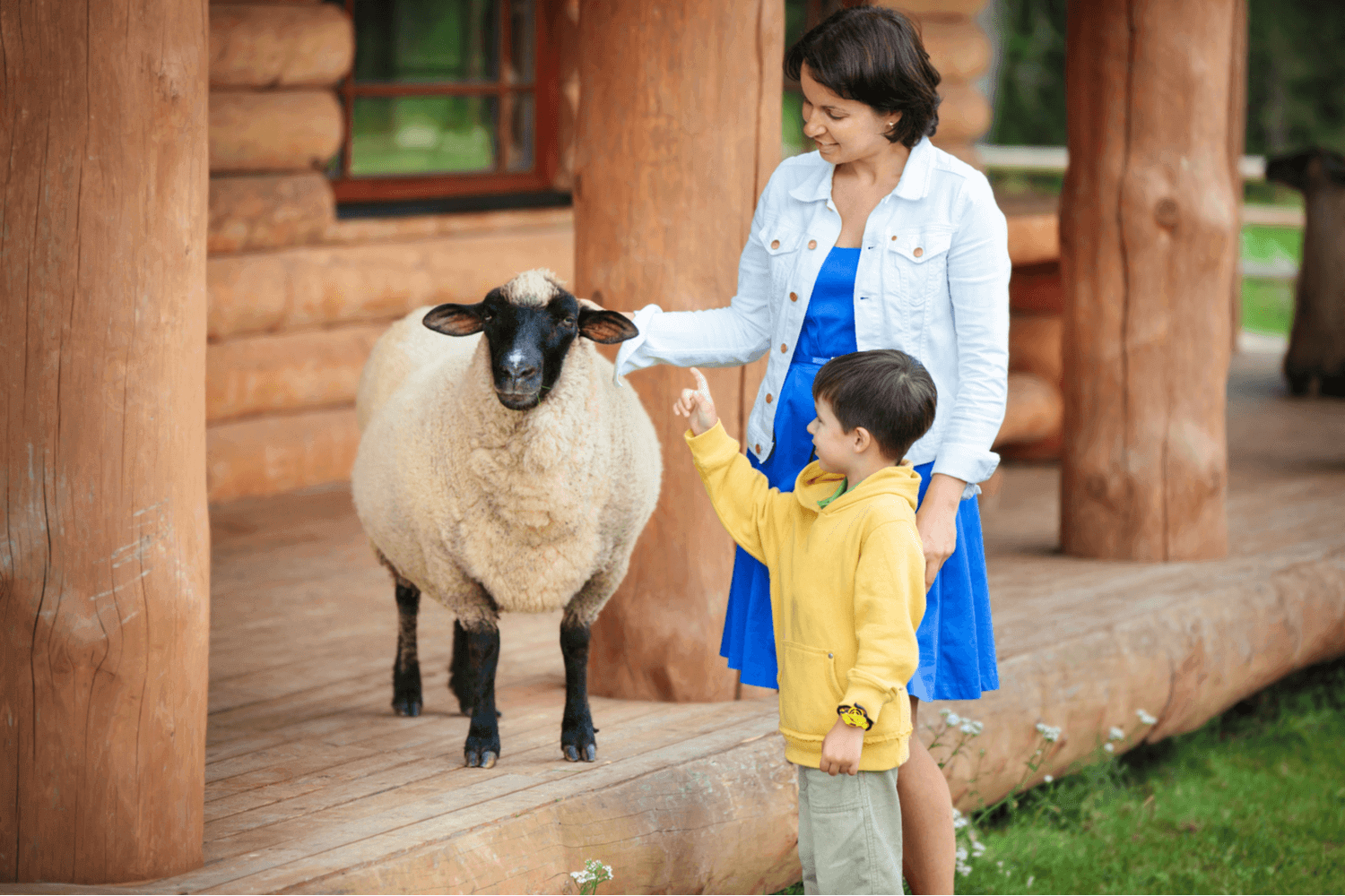 Visit a Petting Zoo in Michigan Right Meow | Bay Pointe