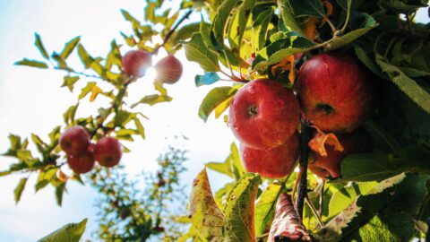 Autumn Apple Orchard